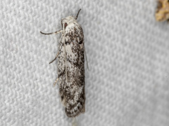 Lichenaula onychotypa