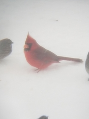 Cardinalis cardinalis cardinalis