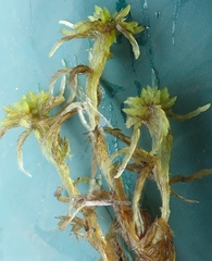 Sphagnum balticum