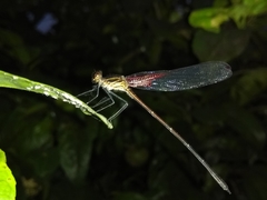 Hetaerina