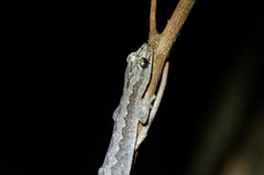 Amalosia rhombifer