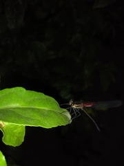 Hetaerina