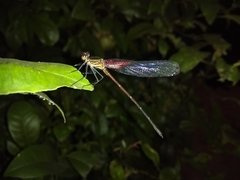 Hetaerina
