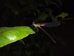 Hetaerina
