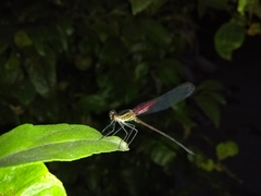 Hetaerina