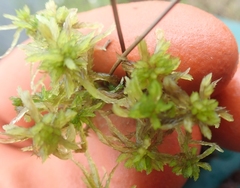 Sphagnum balticum
