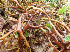 Masonhalea richardsonii