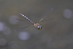 Austroaeschna pinheyi