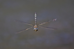 Austroaeschna pinheyi