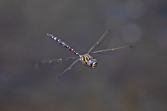 Austroaeschna pinheyi