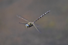Austroaeschna pinheyi