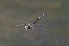 Austroaeschna pinheyi
