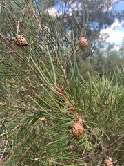 Hakea drupacea