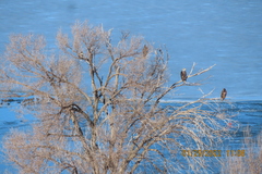 Haliaeetus leucocephalus