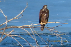 Haliaeetus leucocephalus