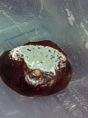 Penicillium