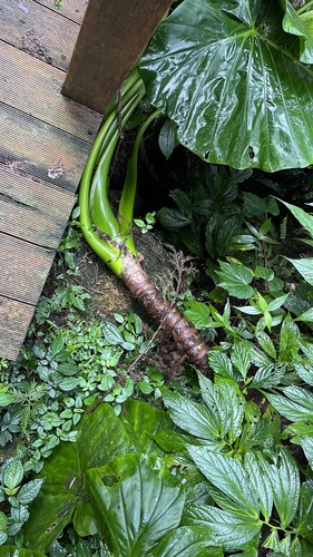 Alocasia odora