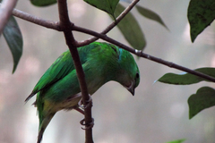 Chlorophonia occipitalis