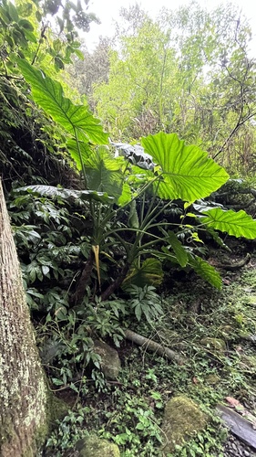 Alocasia odora