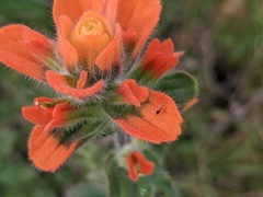 Castilleja latifolia