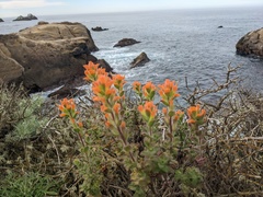 Castilleja latifolia