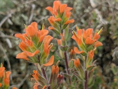 Castilleja latifolia