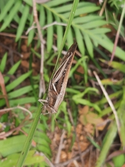 Stenocatantops mistshenkoi