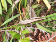 Stenocatantops mistshenkoi