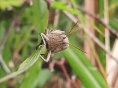 Stenocatantops mistshenkoi