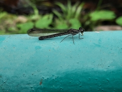 Heliocypha perforata