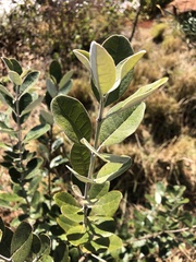 Feijoa