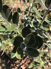 Feijoa
