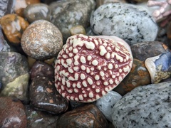 Acmaea
