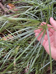 Exocarya sclerioides