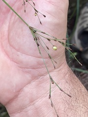 Exocarya sclerioides