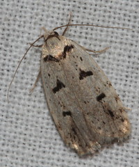 Scatochresis episema