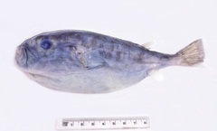 Sphoeroides pachygaster
