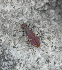 Cicindela dysenterica