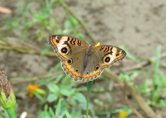Junonia genoveva