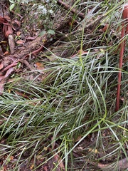 Exocarya sclerioides