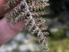 Myriopteris intertexta