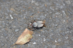 Dicronocephalus adamsi