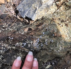 Rhizoplaca glaucophana