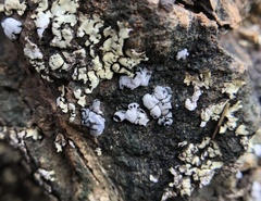 Rhizoplaca glaucophana