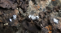 Rhizoplaca glaucophana