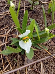 Dalechampia caperonioides