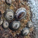 Lottiid Limpets and Allies - Photo no rights reserved, uploaded by Zoltán Stekkelpak