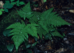 Dryopteris nodosa