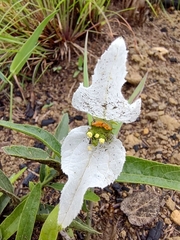 Dalechampia caperonioides