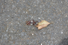 Dicronocephalus adamsi